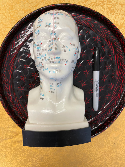 Acupuncture Point Model - Head
